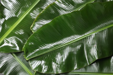 Fresh green banana tree leaves as background, closeup