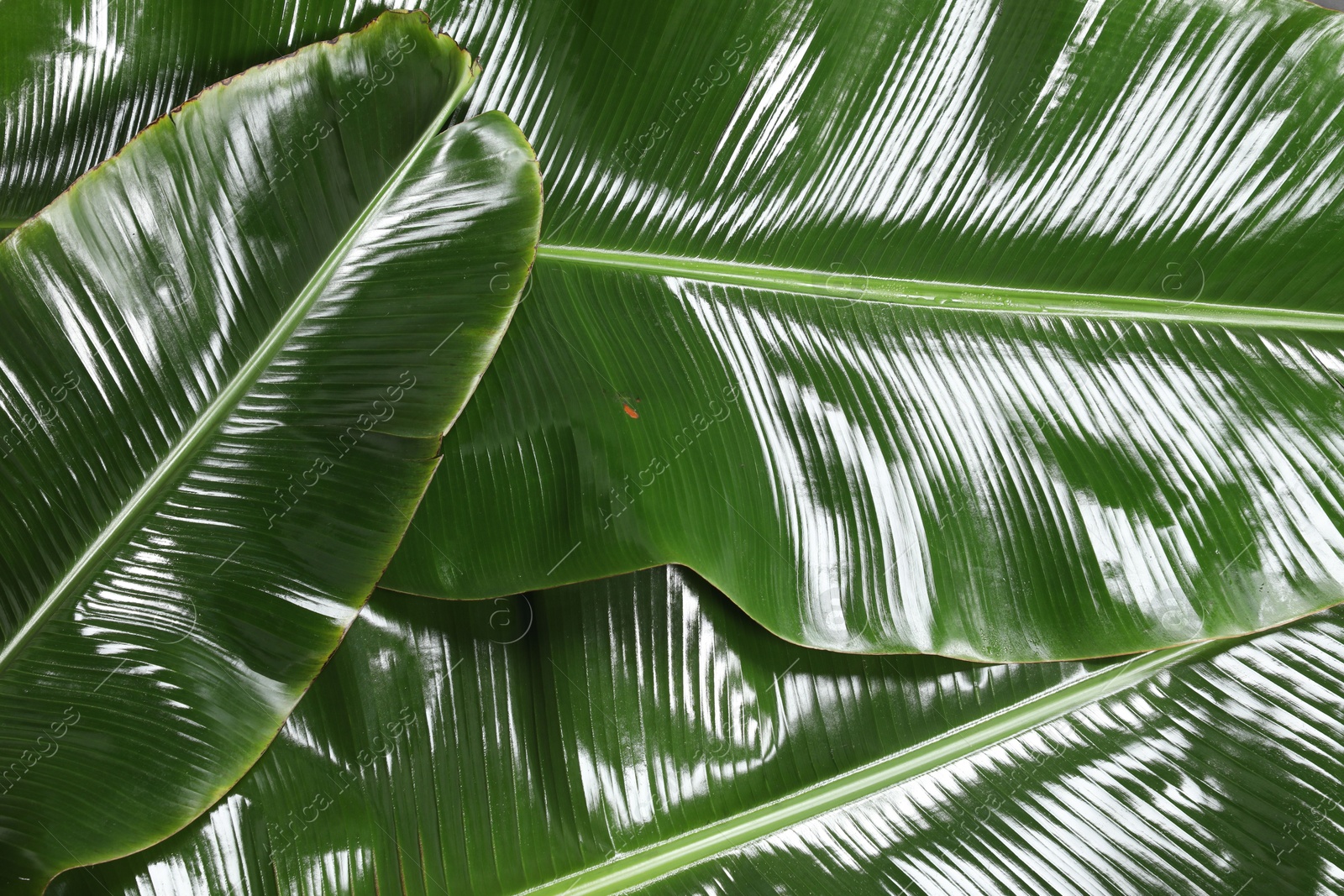 Photo of Fresh green banana tree leaves as background, top view