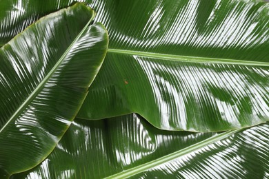 Photo of Fresh green banana tree leaves as background, top view