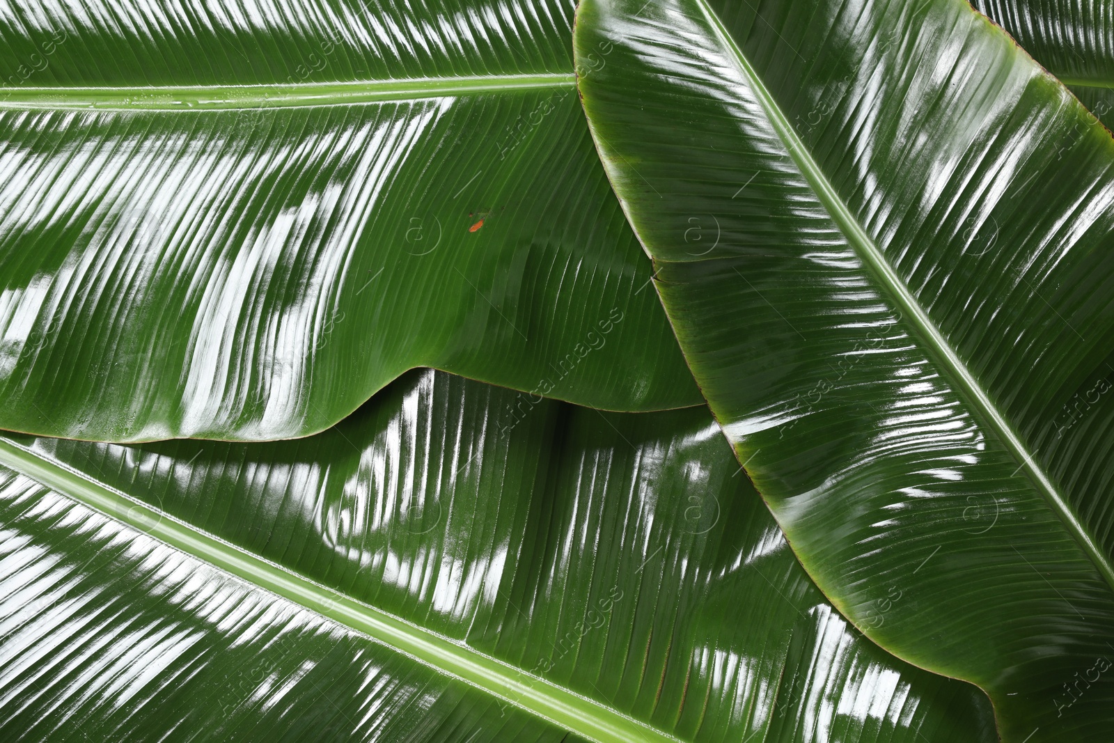 Photo of Fresh green banana tree leaves as background, closeup