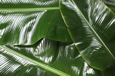 Fresh green banana tree leaves as background, closeup