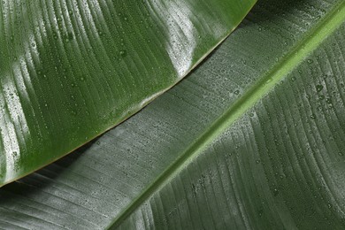 Photo of Fresh green banana tree leaves as background, closeup