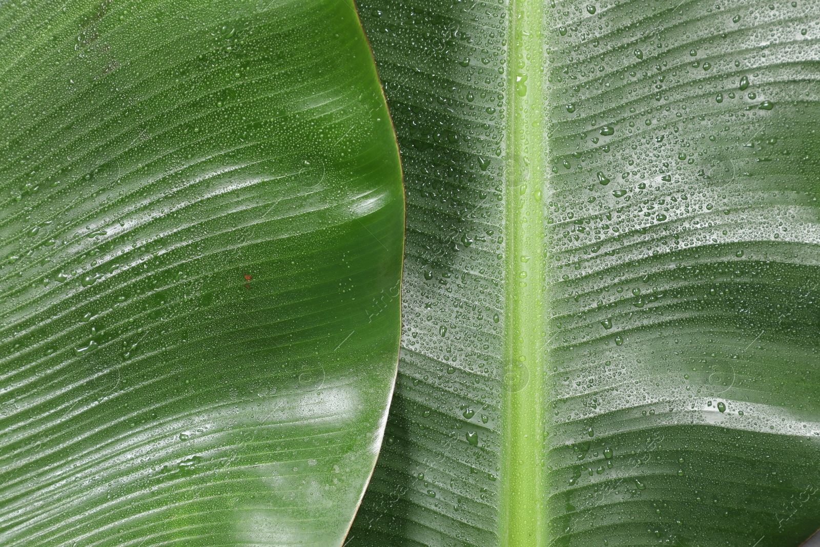 Photo of Fresh green banana tree leaves as background, top view