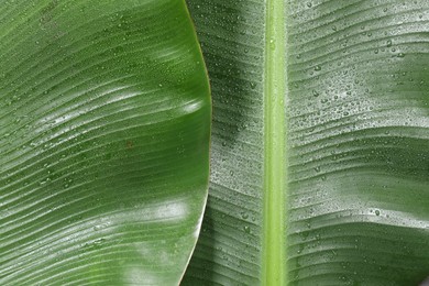 Fresh green banana tree leaves as background, top view