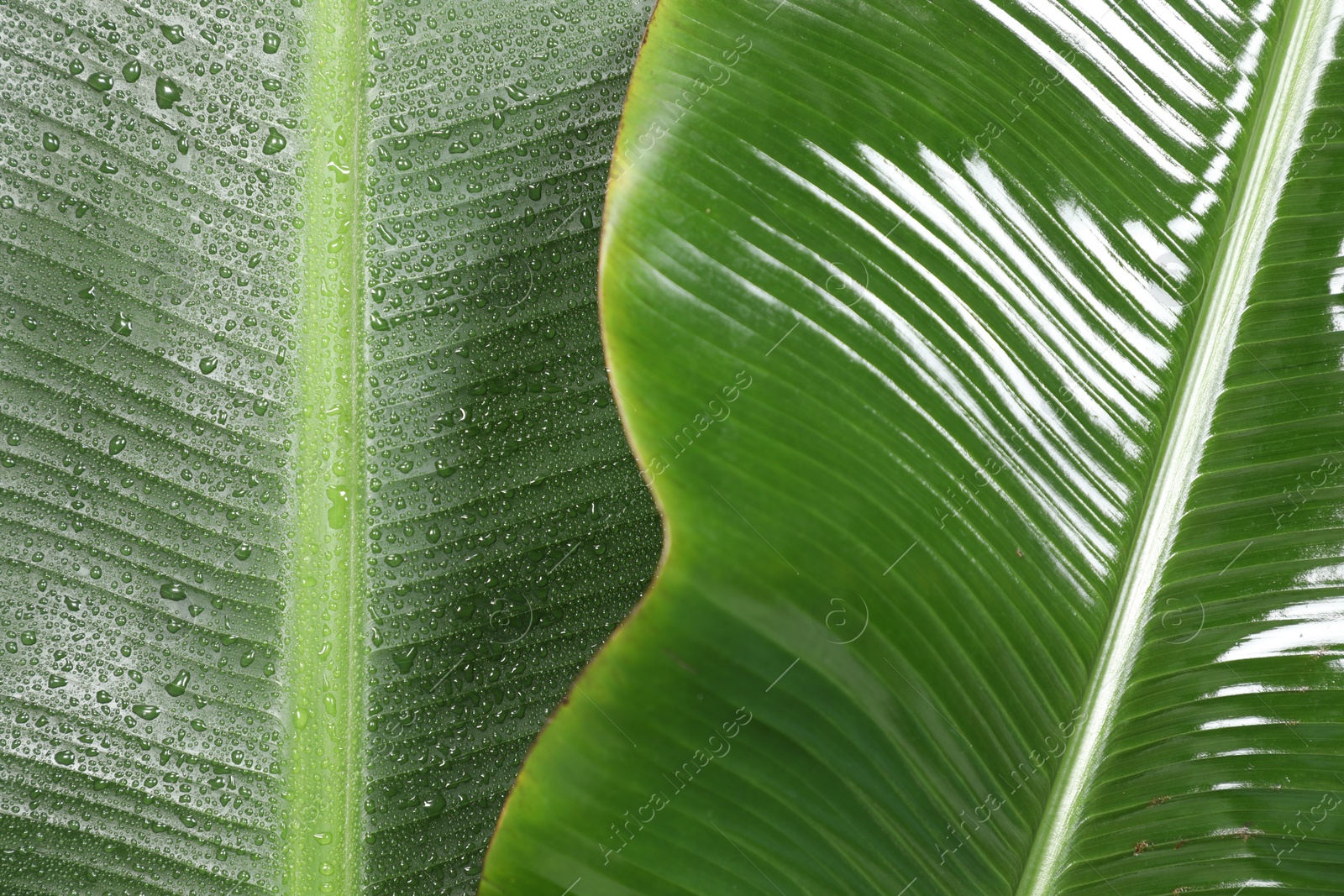 Photo of Fresh green banana tree leaves as background, closeup