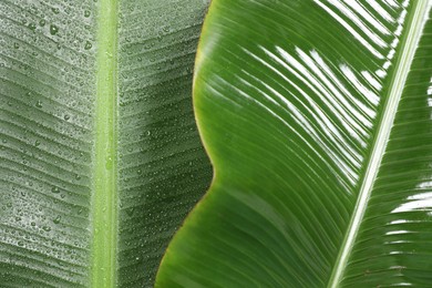 Photo of Fresh green banana tree leaves as background, closeup