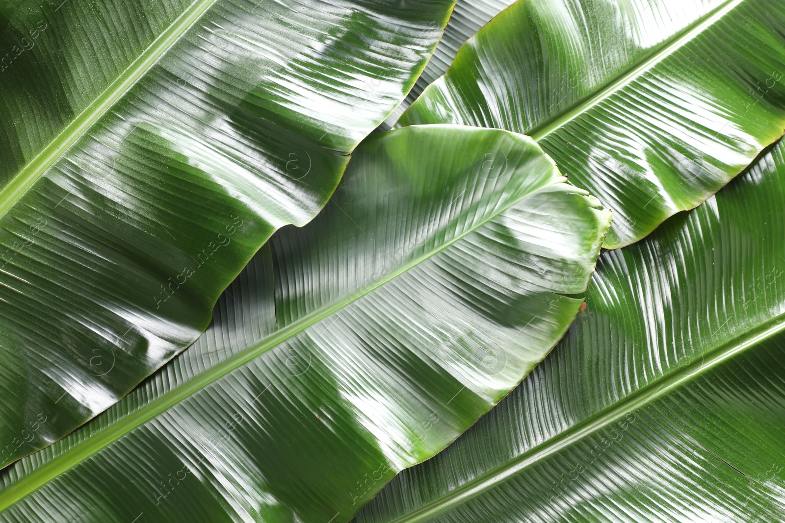 Photo of Fresh green banana tree leaves as background, top view