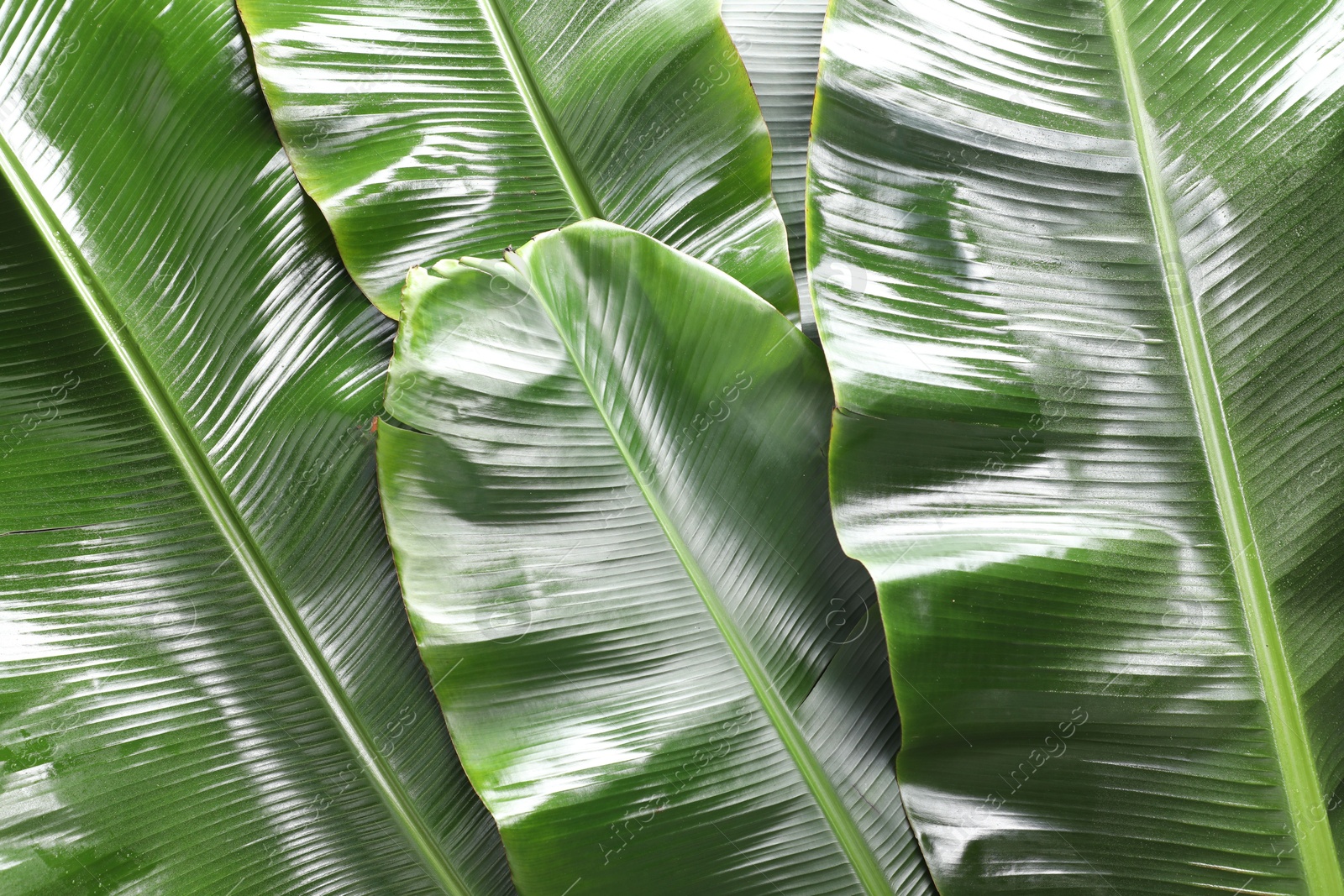 Photo of Fresh green banana tree leaves as background, top view