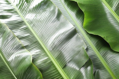 Photo of Fresh green banana tree leaves as background, top view