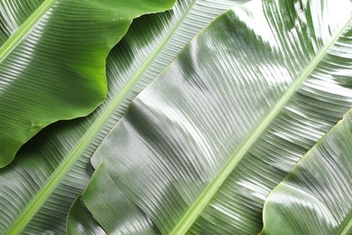 Photo of Fresh green banana tree leaves as background, top view