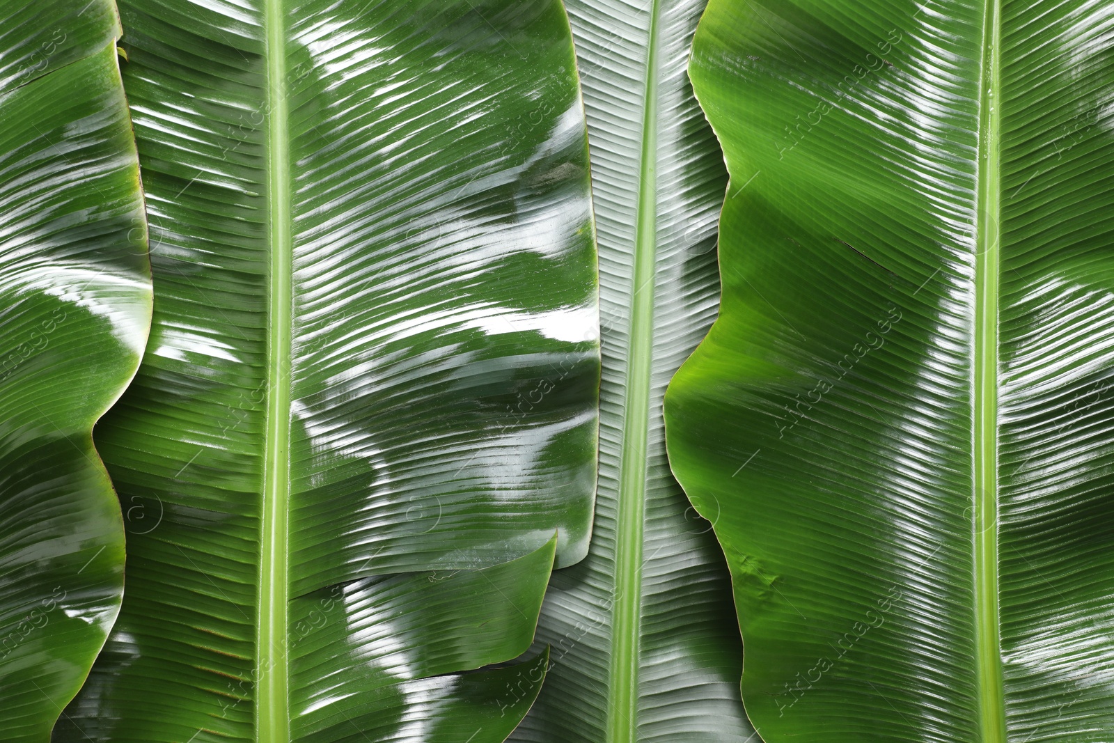 Photo of Fresh green banana tree leaves as background, top view