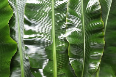 Photo of Fresh green banana tree leaves as background, top view