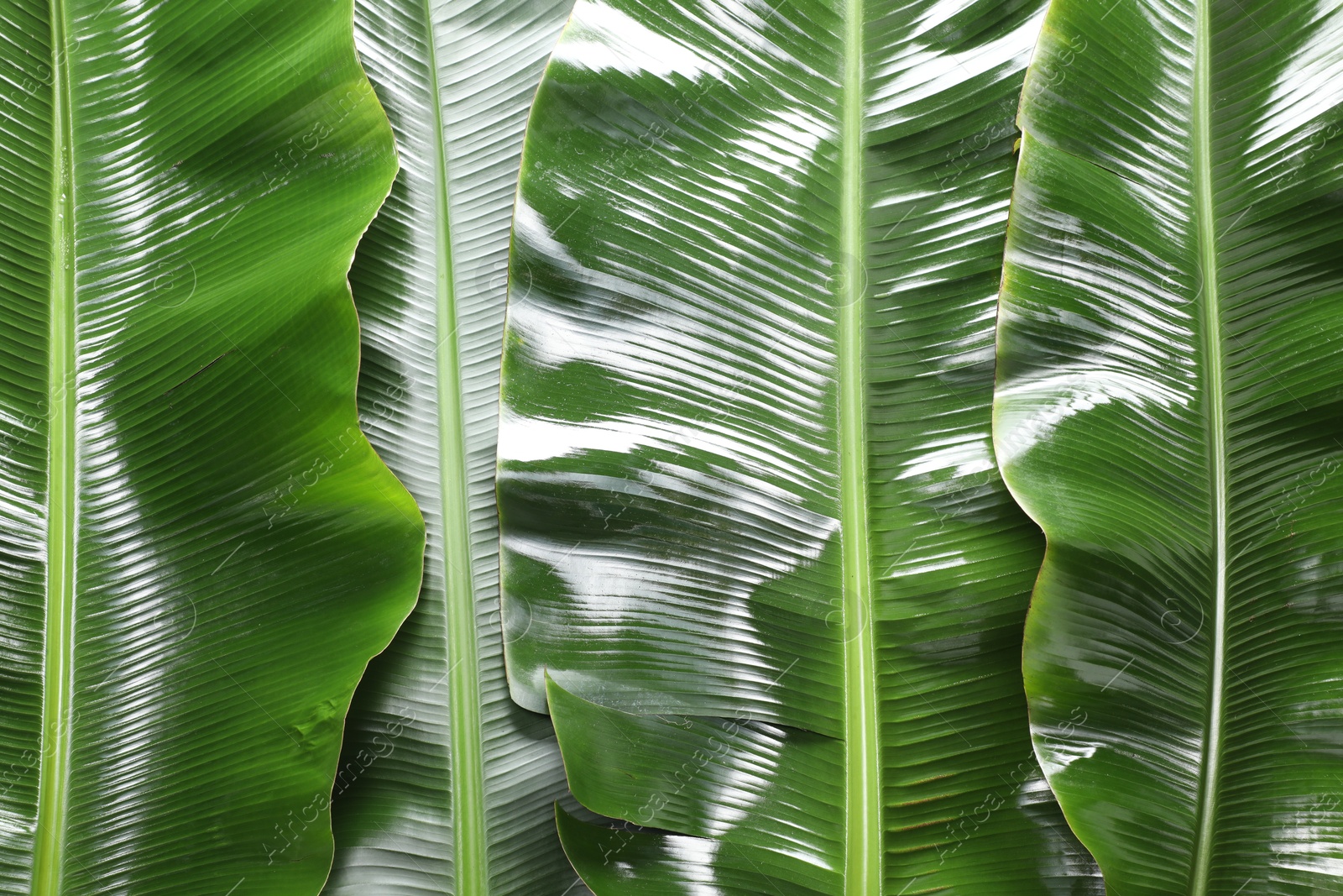 Photo of Fresh green banana tree leaves as background, top view