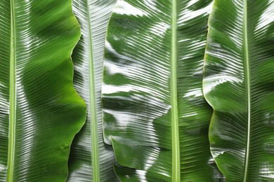 Photo of Fresh green banana tree leaves as background, top view