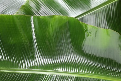 Photo of Fresh green banana tree leaves as background, closeup