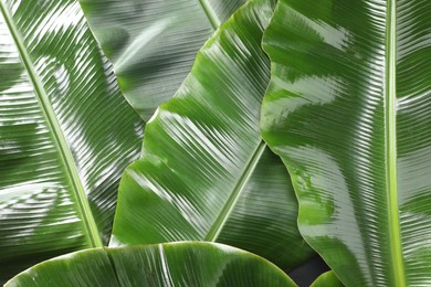 Photo of Fresh green banana tree leaves as background, top view