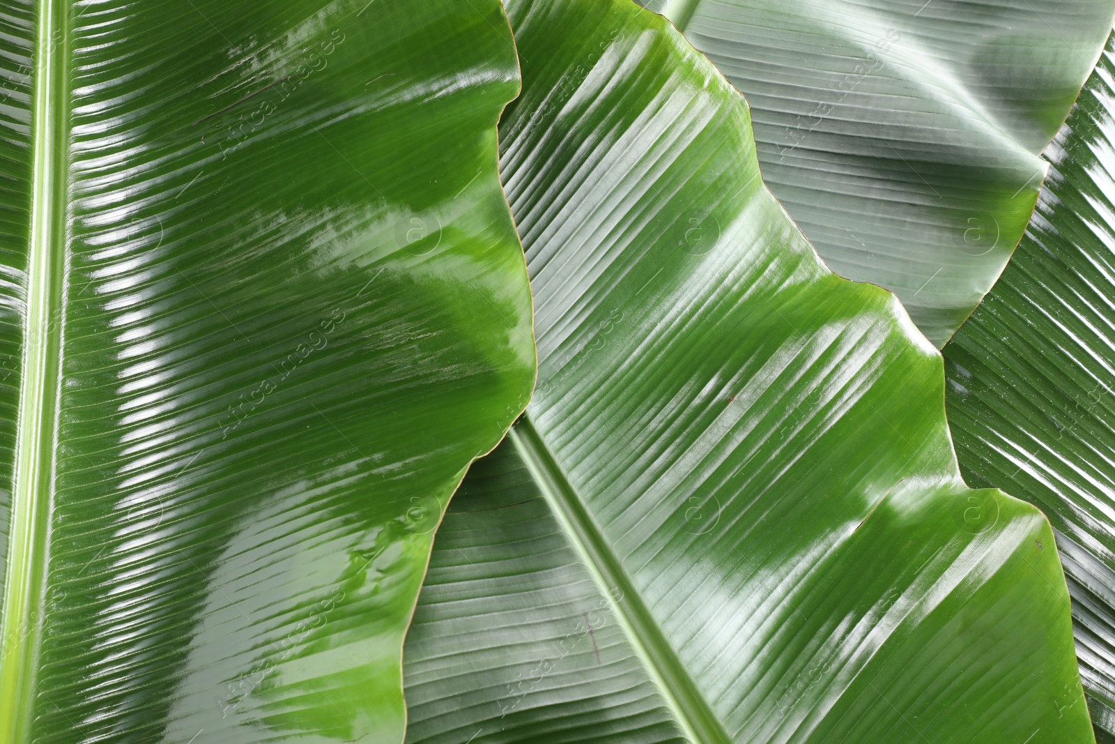 Photo of Fresh green banana tree leaves as background, closeup