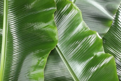 Photo of Fresh green banana tree leaves as background, closeup