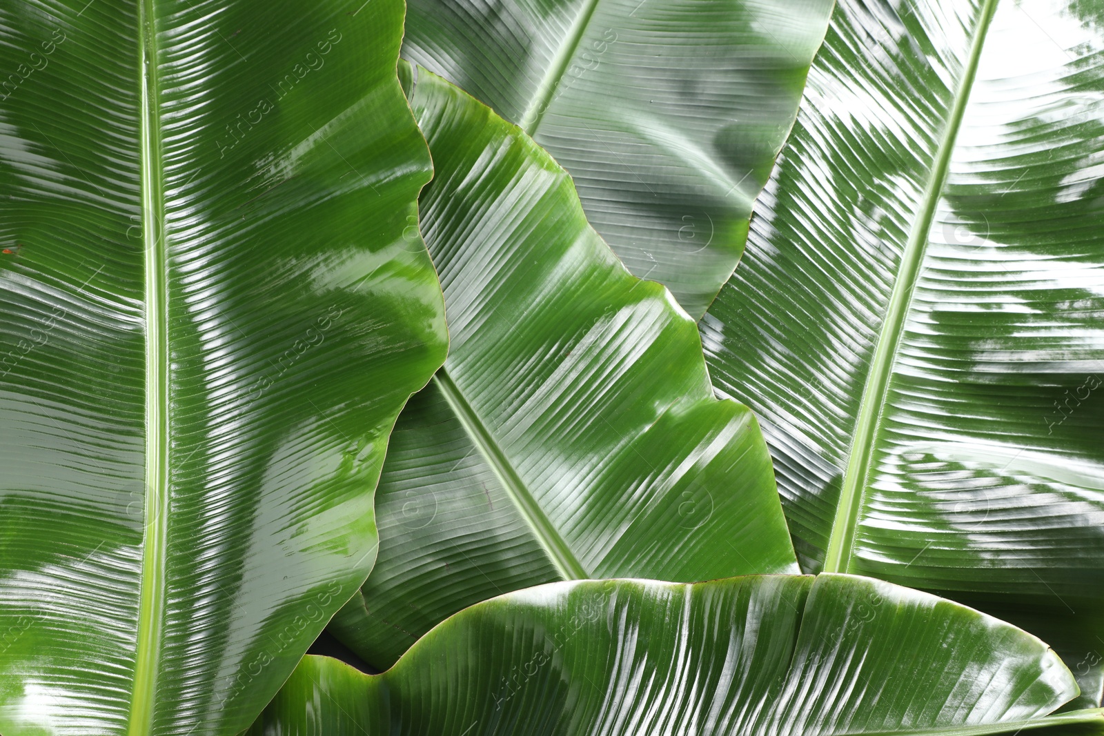 Photo of Fresh green banana tree leaves as background, closeup