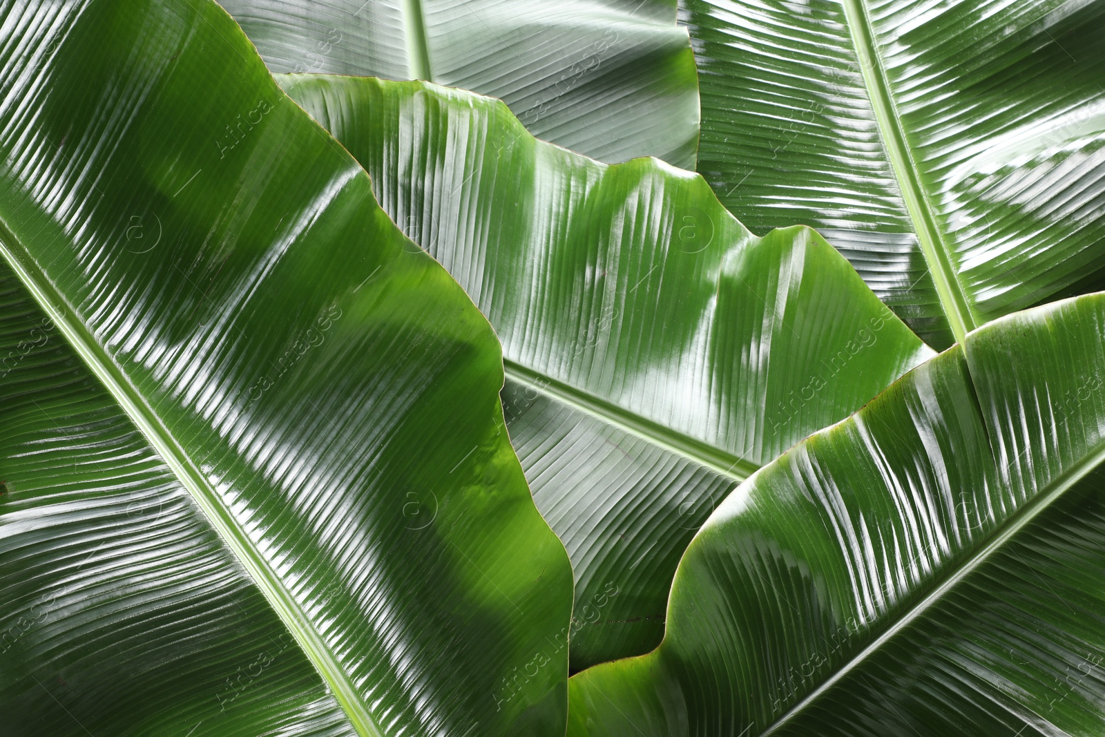 Photo of Fresh green banana tree leaves as background, closeup