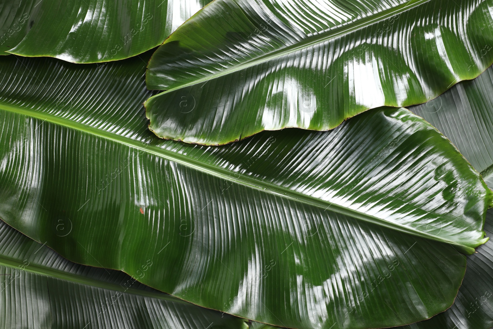 Photo of Fresh green banana tree leaves as background, top view