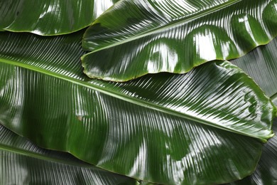 Photo of Fresh green banana tree leaves as background, top view