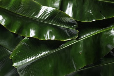 Photo of Fresh green banana tree leaves as background, top view