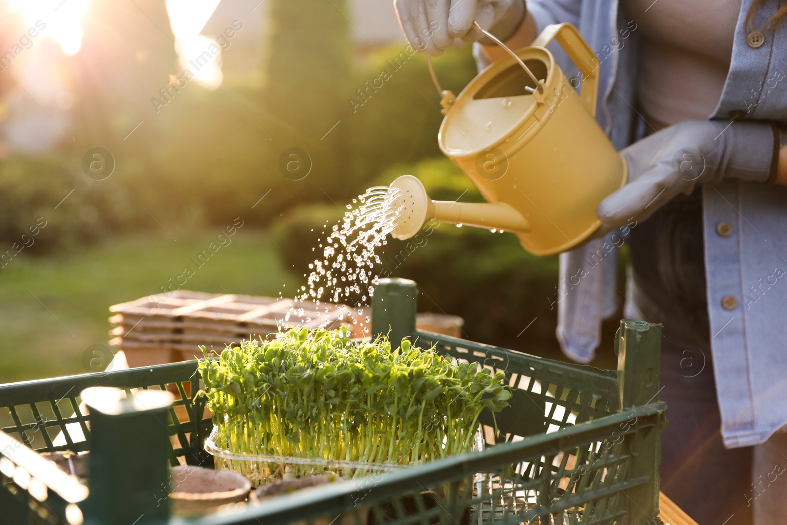 Photo of Woman watering young seedlings with can at table outdoors, closeup