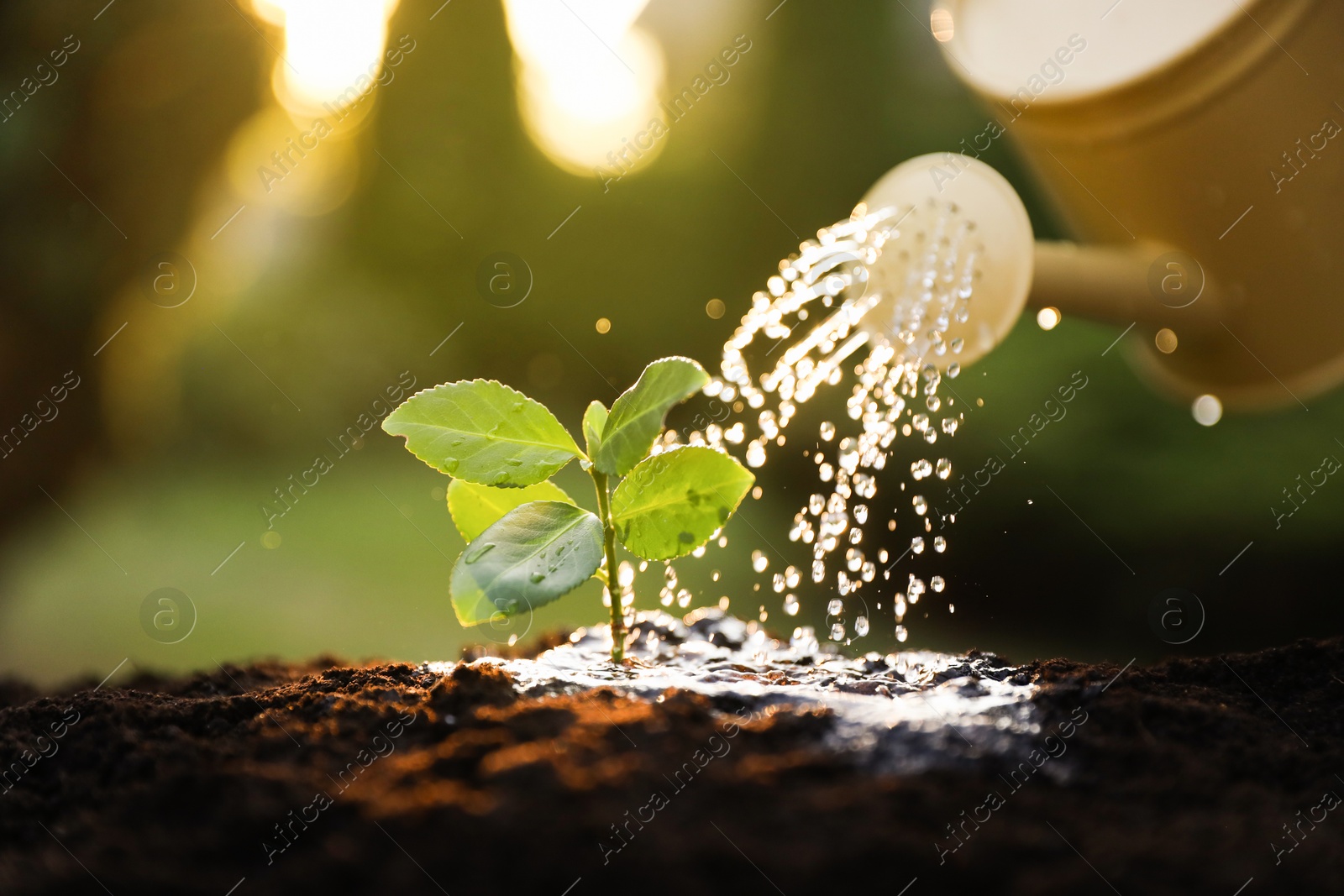 Photo of Watering young seedling with can outdoors, closeup