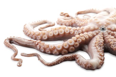 One fresh raw octopus isolated on white