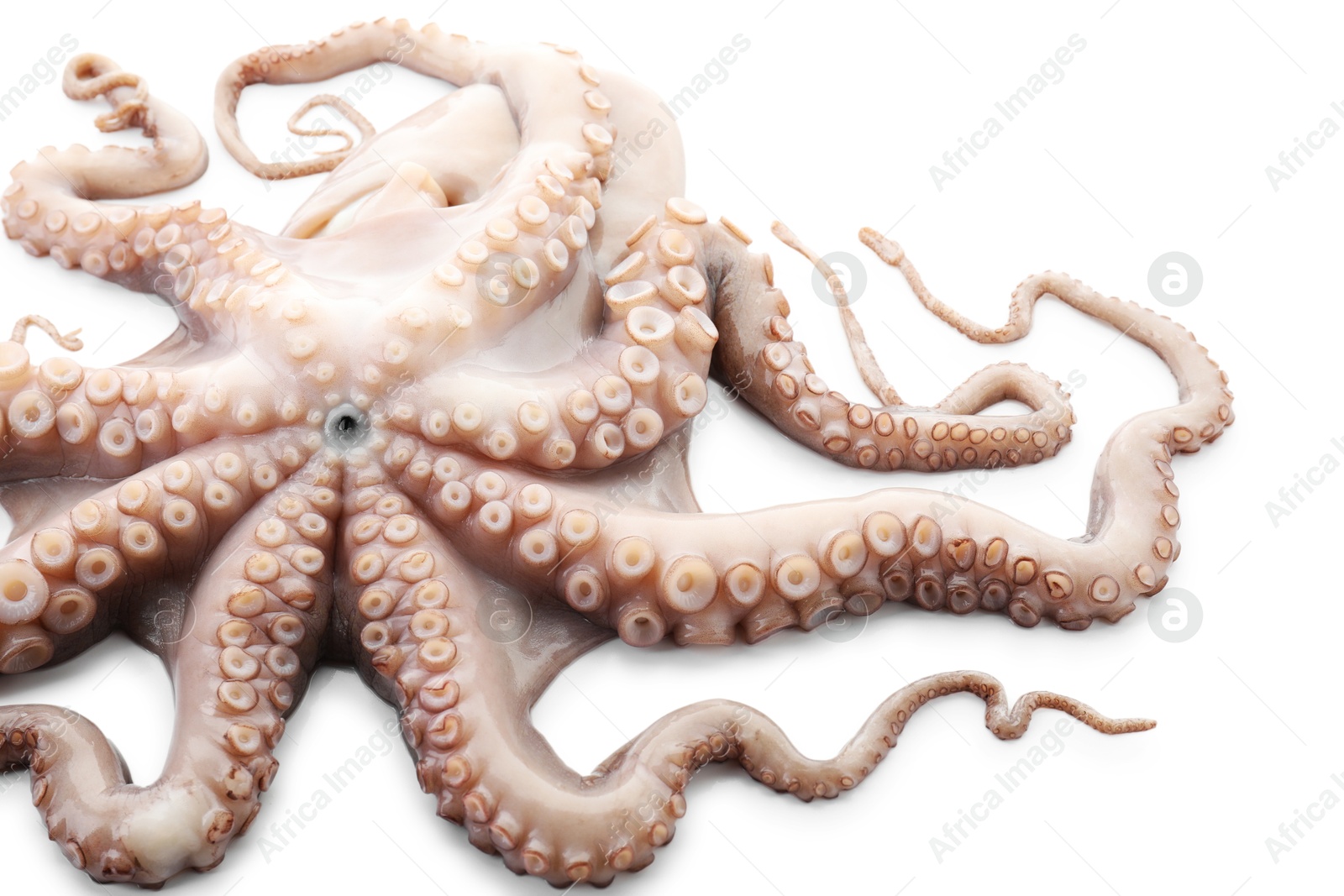 Photo of One fresh raw octopus isolated on white, above view