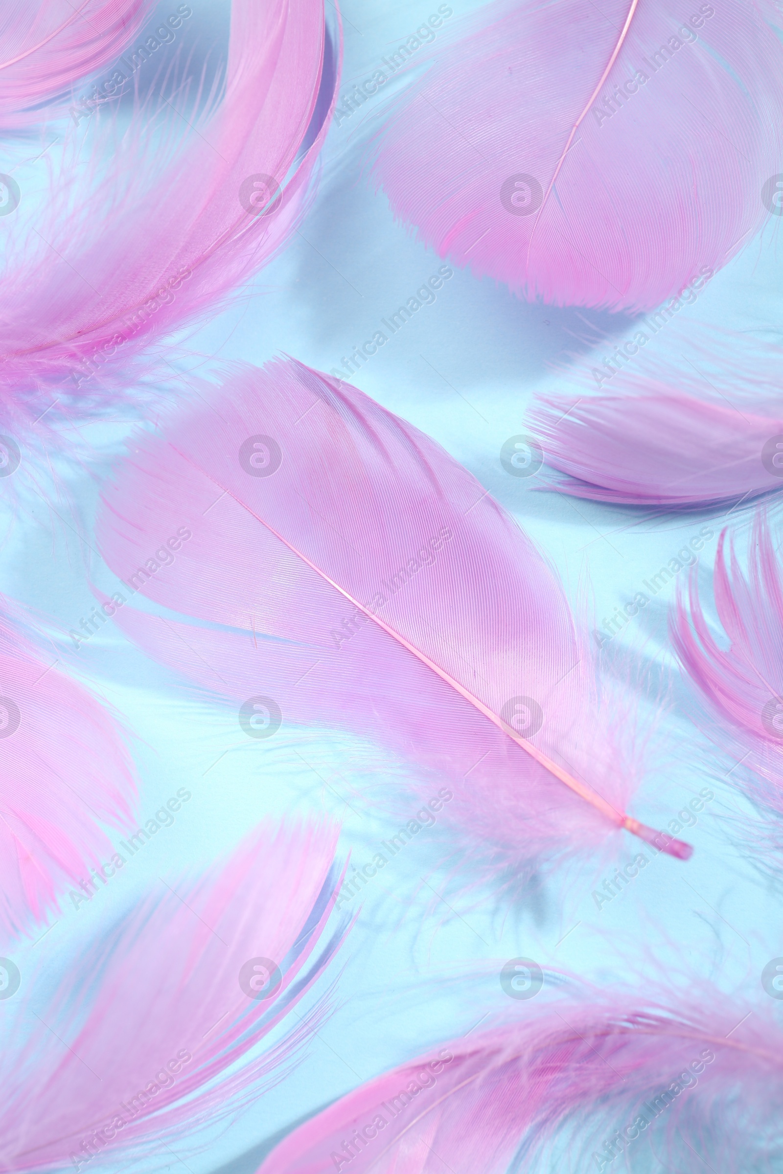 Photo of Fluffy pink feathers on light blue background, closeup