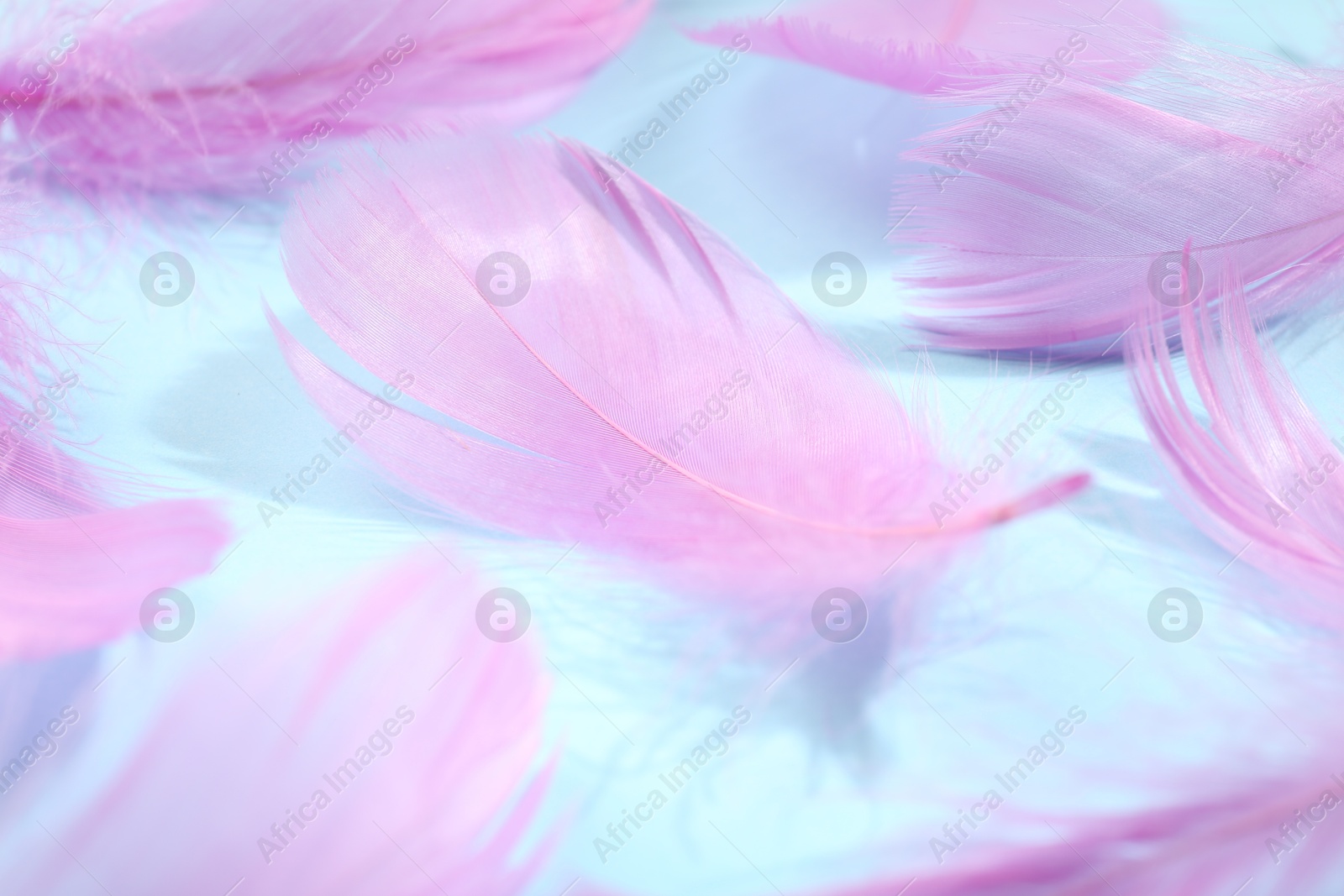 Photo of Fluffy pink feathers on light blue background, closeup