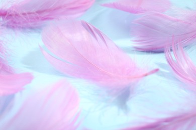 Photo of Fluffy pink feathers on light blue background, closeup