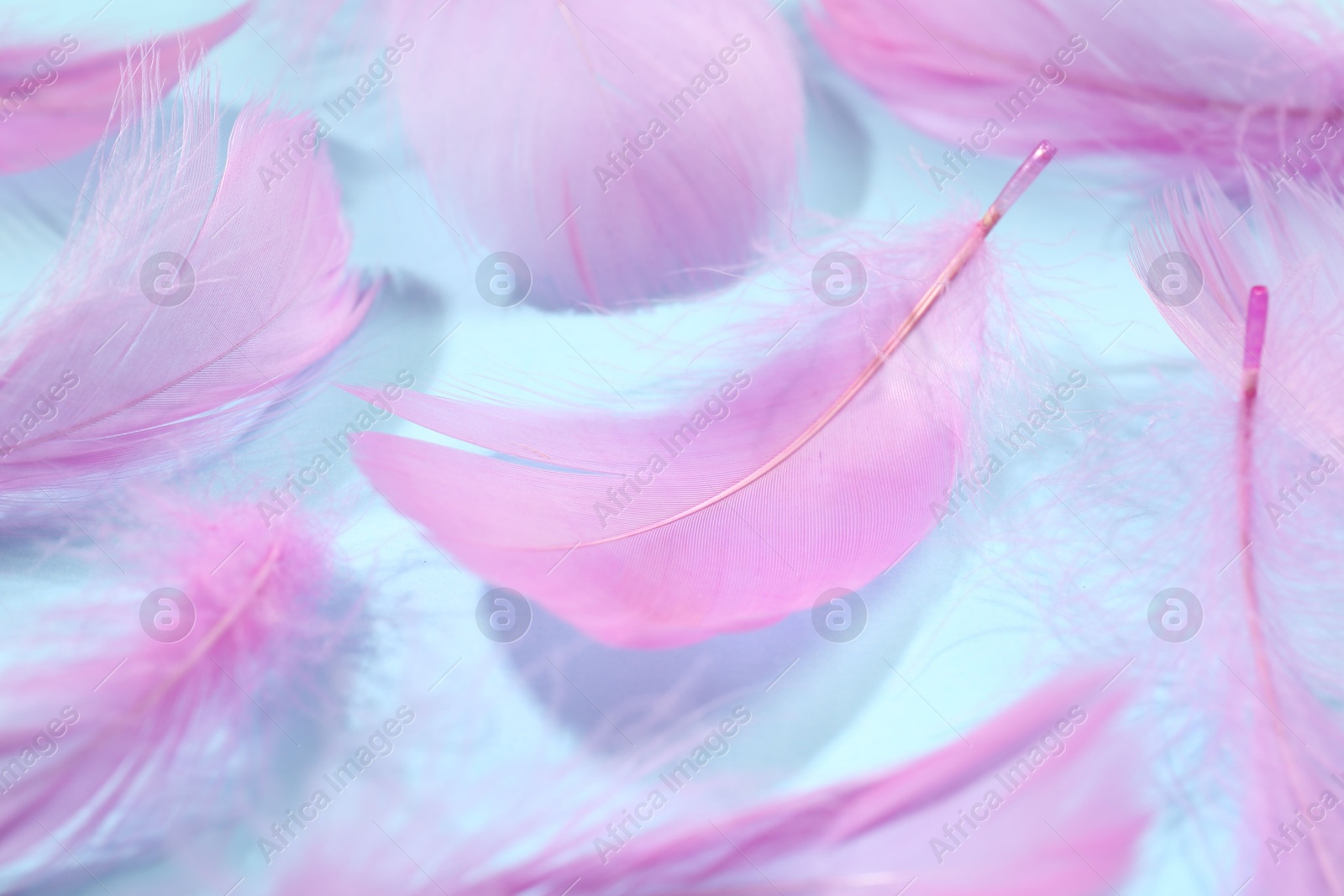 Photo of Fluffy pink feathers on light blue background, closeup