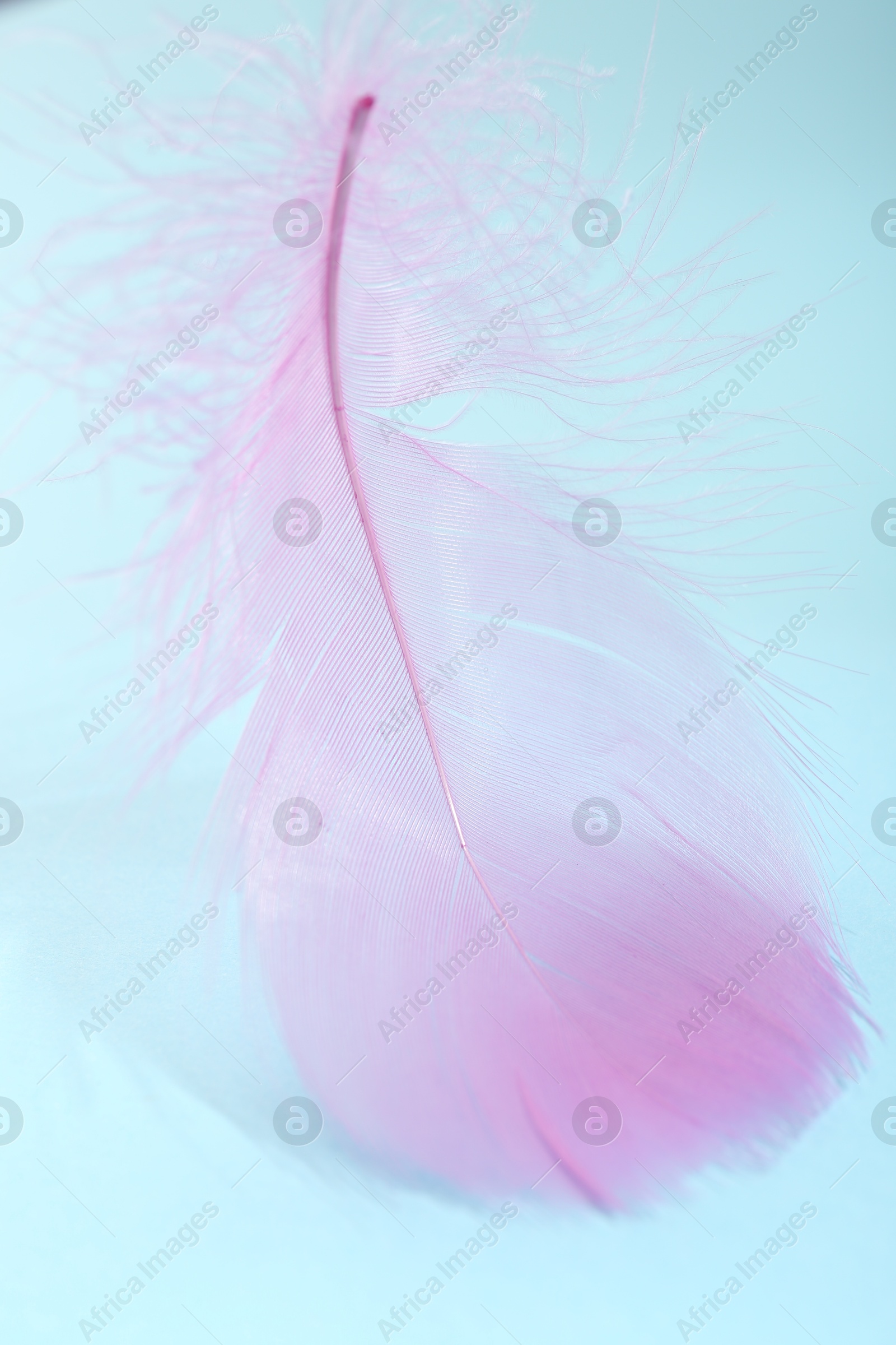 Photo of Fluffy pink feather on light blue background, closeup