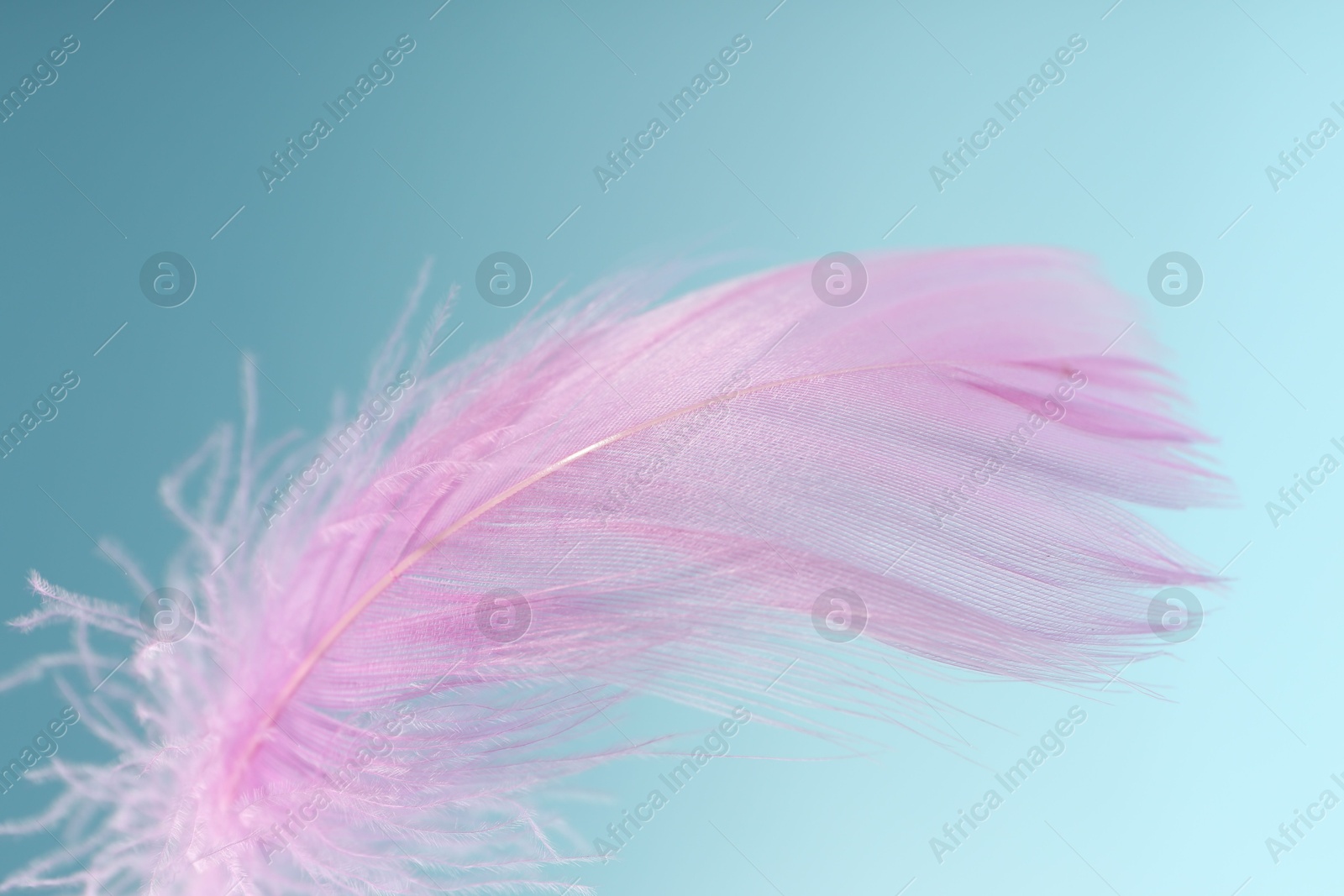 Photo of Fluffy pink feather on light blue background, closeup