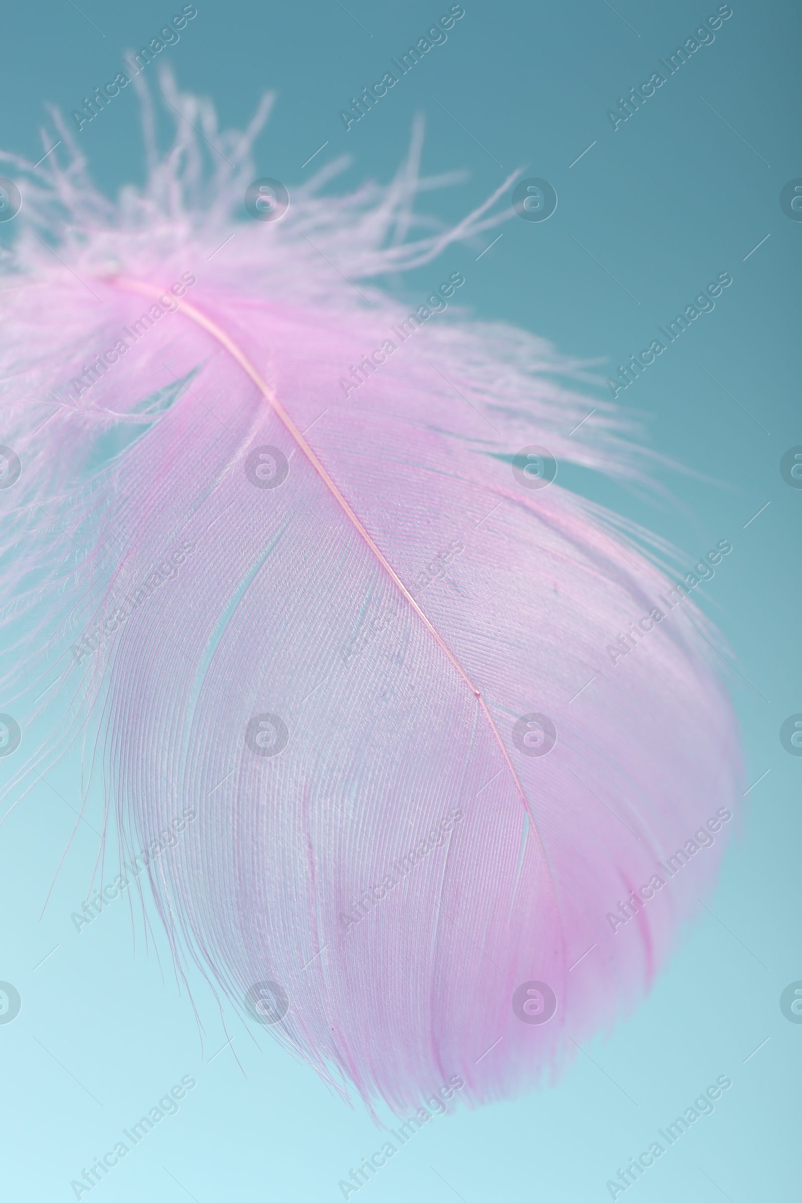 Photo of Fluffy pink feather on light blue background, closeup