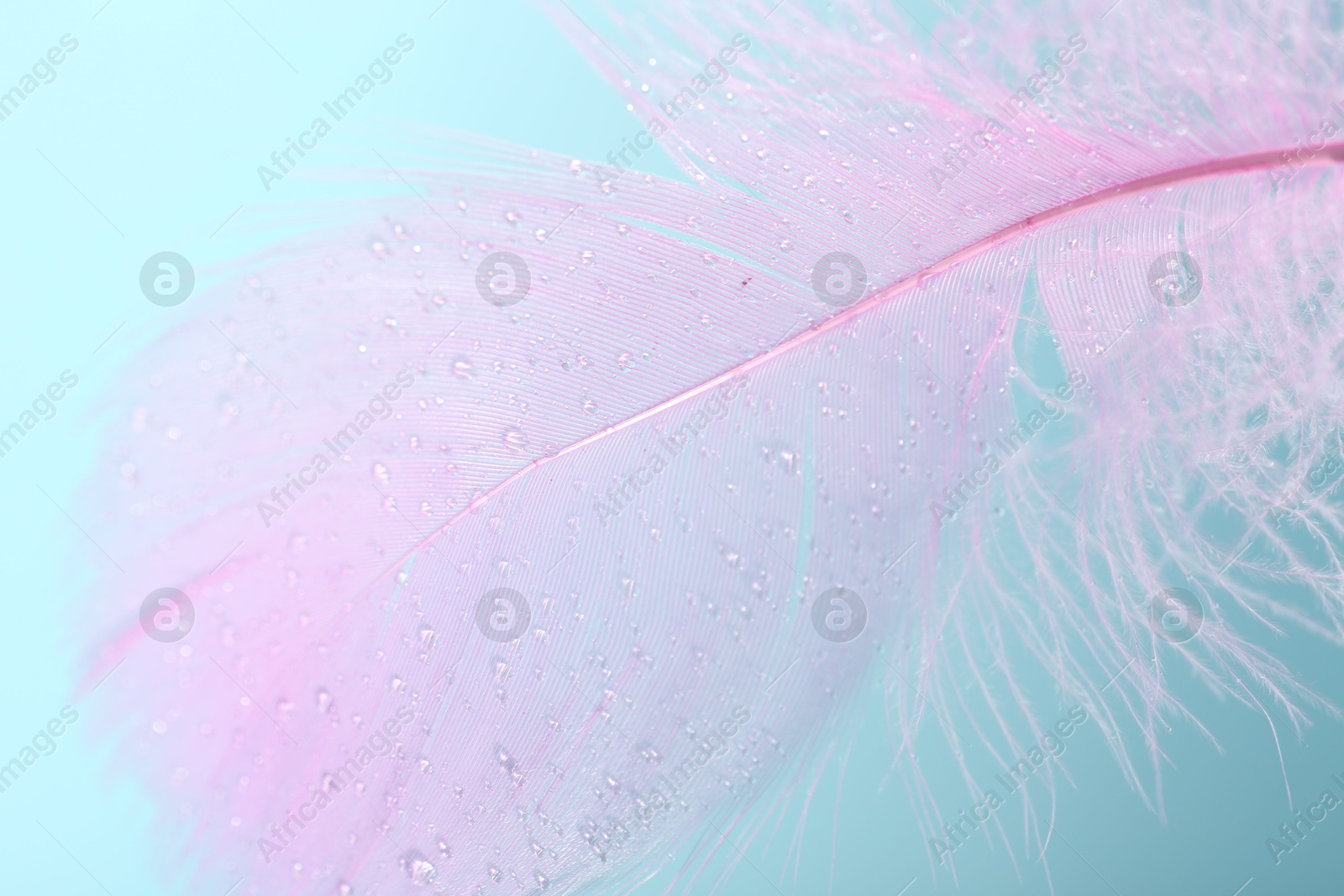 Photo of Fluffy pink feather on light blue background, closeup