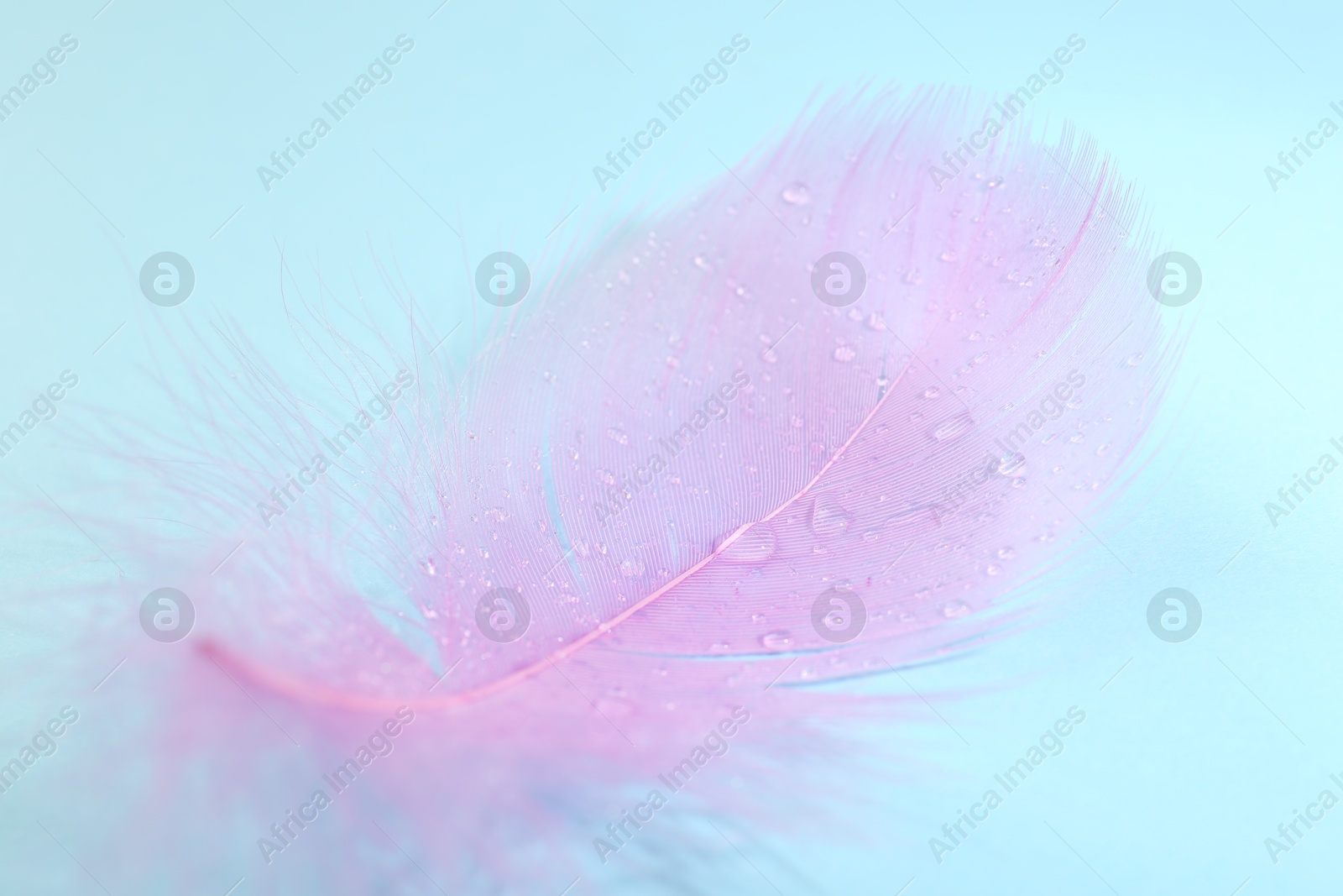 Photo of Fluffy pink feather on light blue background, closeup