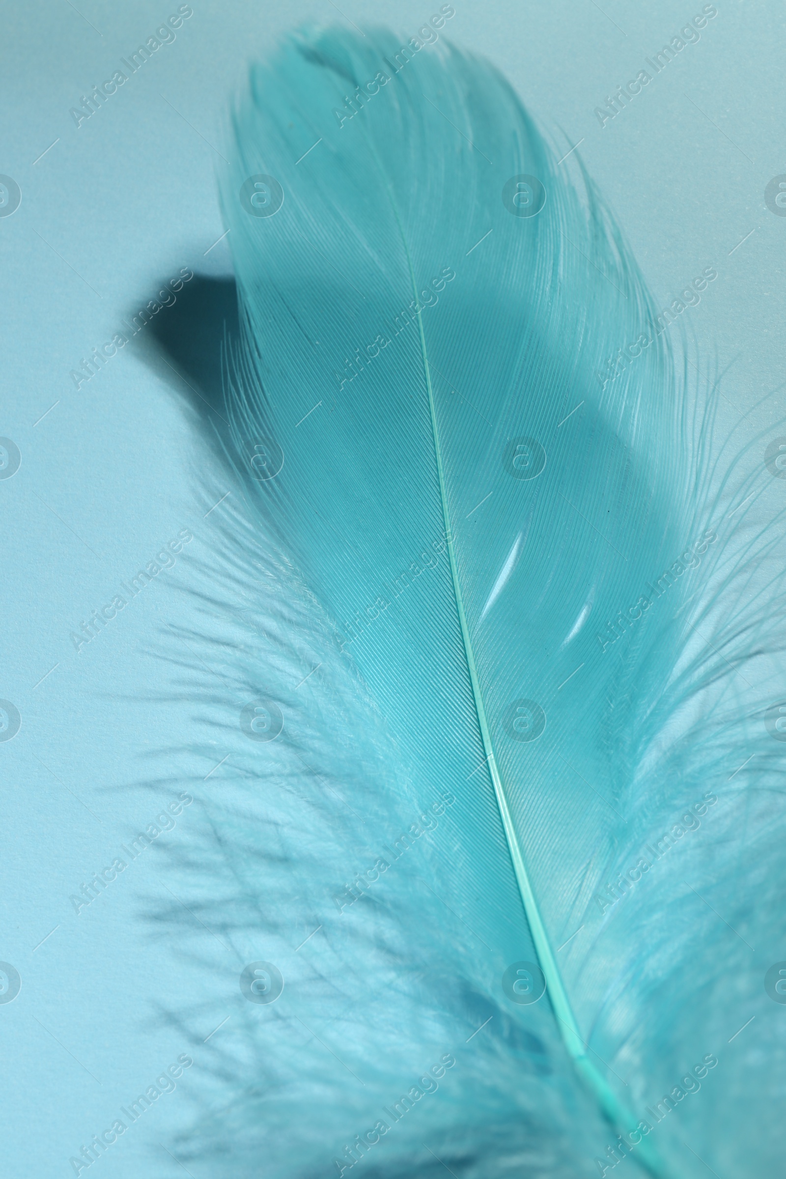 Photo of One fluffy feather on light blue background, closeup