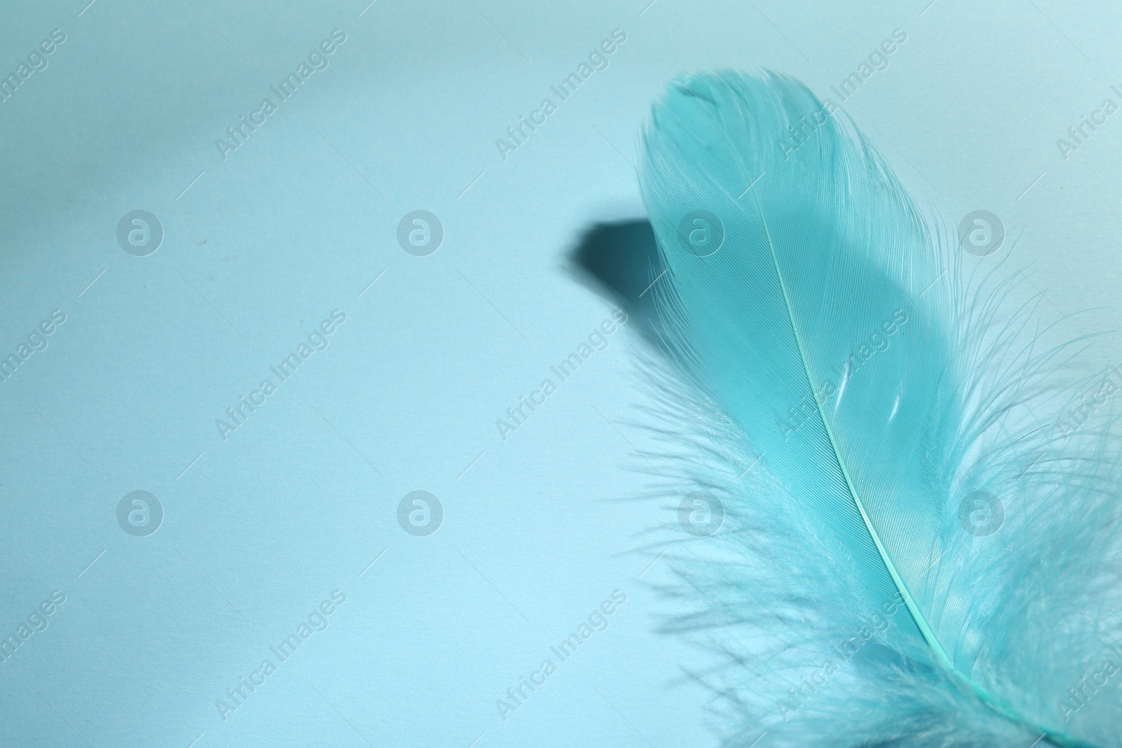 Photo of One fluffy feather on light blue background, closeup. Space for text