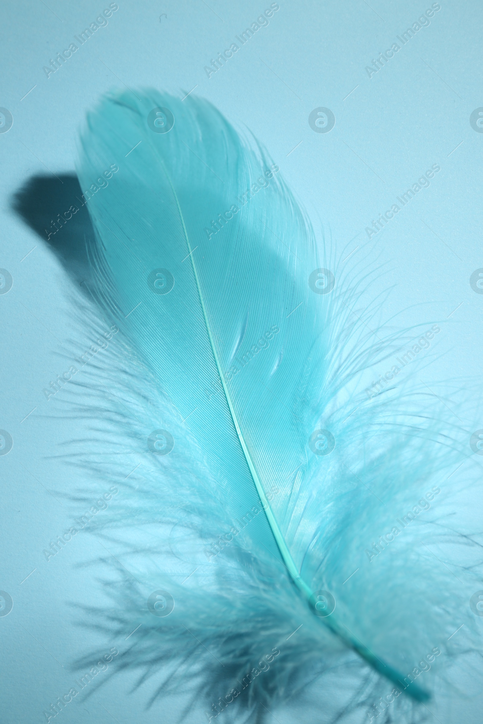 Photo of One fluffy feather on light blue background, closeup