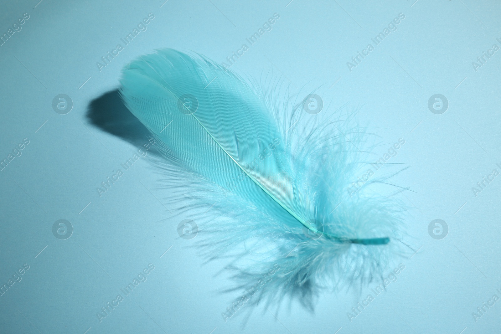 Photo of One fluffy feather on light blue background, closeup