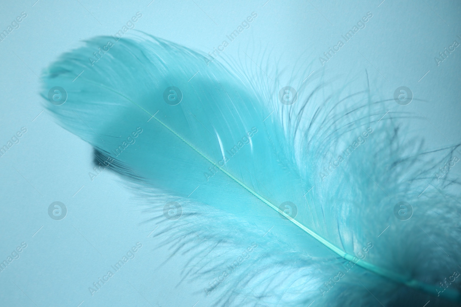 Photo of One fluffy feather on light blue background, closeup