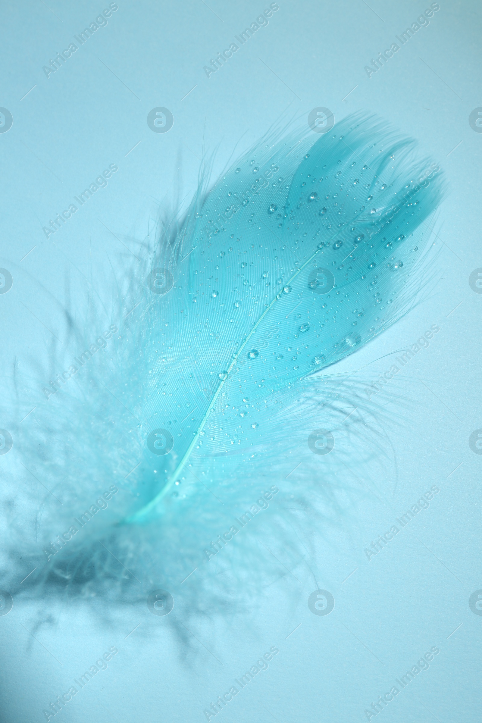 Photo of One fluffy feather on light blue background, closeup