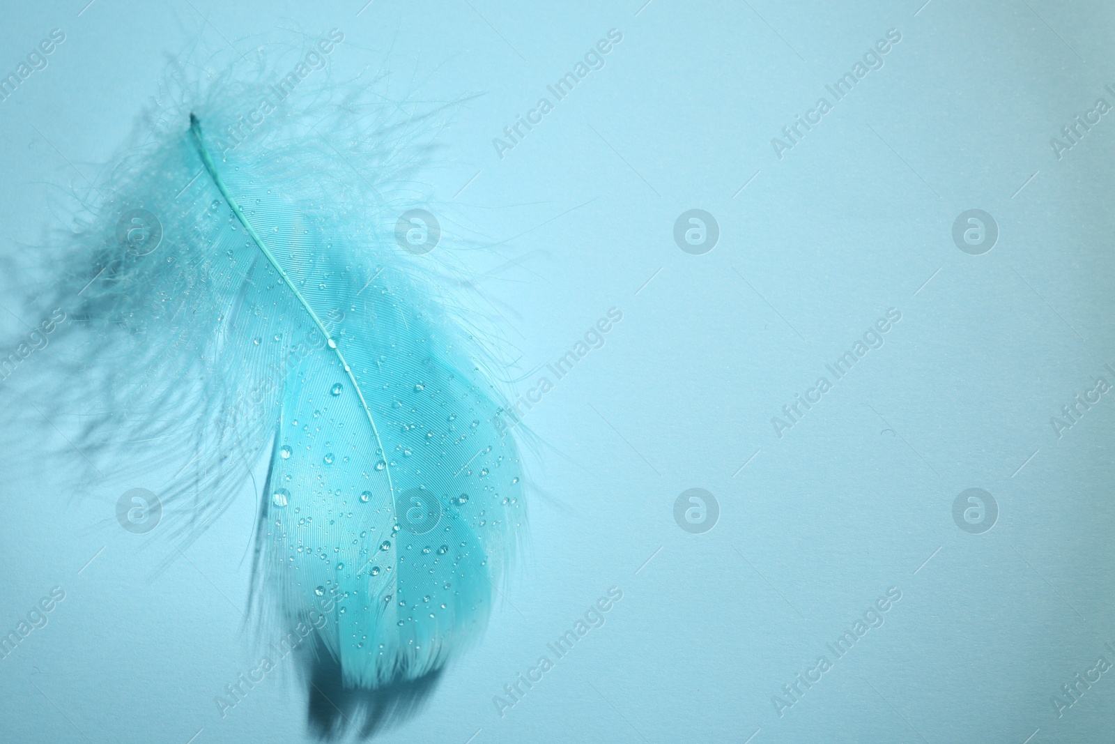 Photo of One fluffy feather on light blue background, top view. Space for text