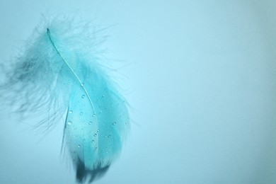 One fluffy feather on light blue background, top view. Space for text