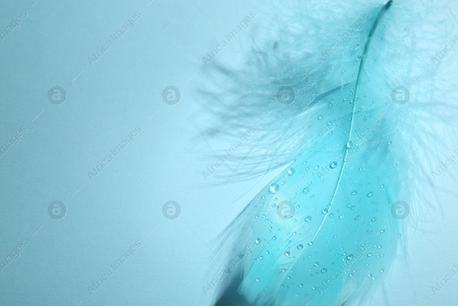 Photo of Fluffy feather on light blue background, top view. Space for text