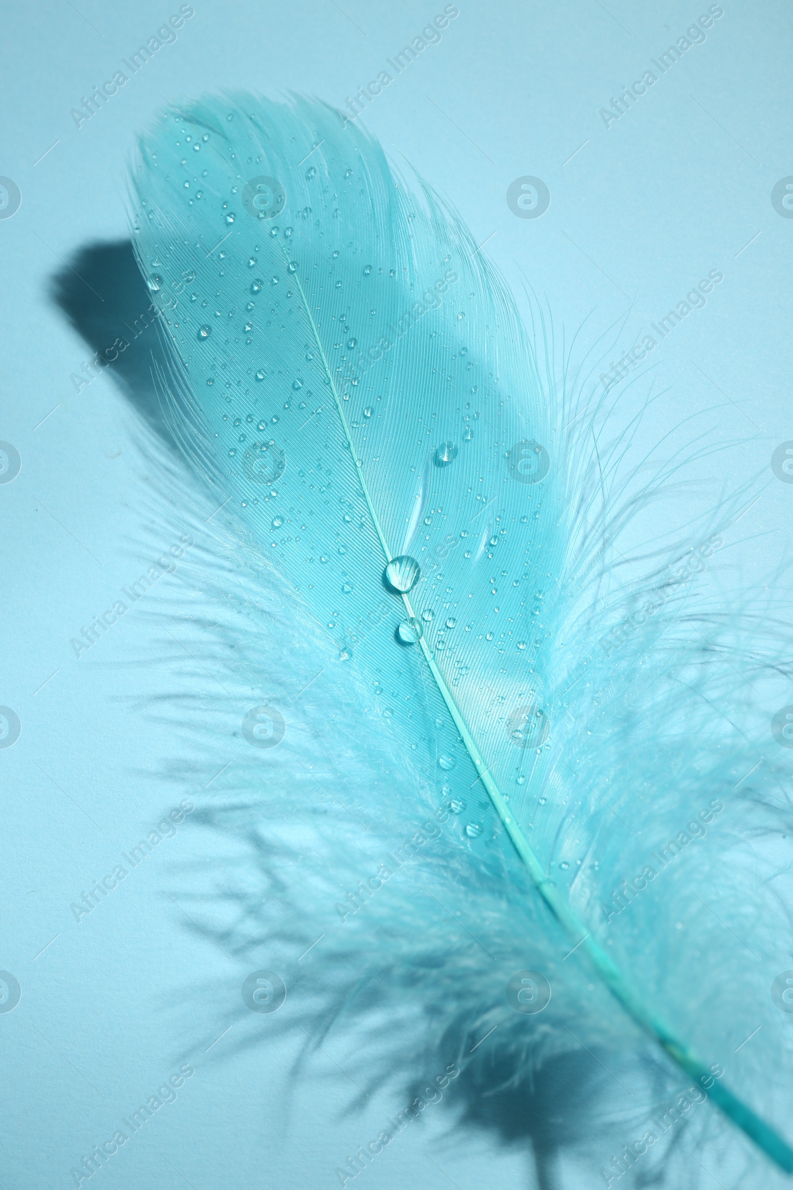 Photo of One fluffy feather on light blue background, closeup